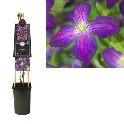 Clematis Jackmanii Purpurea PBR (Bosrank) klimplant 75cm - afbeelding 3