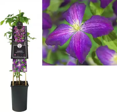 Clematis Jackmanii Purpurea PBR (Bosrank) klimplant 75cm - afbeelding 2