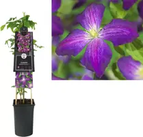 Clematis Jackmanii Purpurea PBR (Bosrank) klimplant 75cm - afbeelding 2