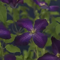 Clematis Jackmanii Purpurea PBR (Bosrank) klimplant 75cm - afbeelding 4