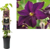 Clematis jackmanii 'Romantika' (Bosrank) klimplant 75cm - afbeelding 1