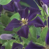 Clematis jackmanii 'Romantika' (Bosrank) klimplant 75cm - afbeelding 3