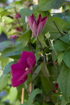 Clematis jackmanii 'Rouge Cardinal' (Bosrank) klimplant 75cm - afbeelding 3