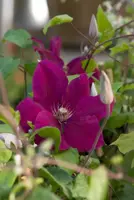 Clematis jackmanii 'Rouge Cardinal' (Bosrank) klimplant 75cm - afbeelding 4