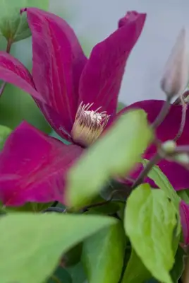 Clematis jackmanii 'Rouge Cardinal' (Bosrank) klimplant 75cm - afbeelding 5