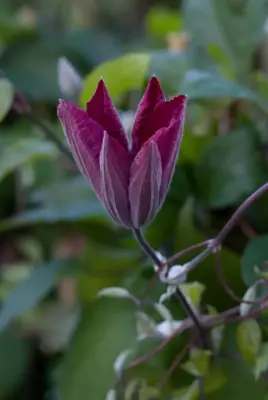 Clematis jackmanii 'Rouge Cardinal' (Bosrank) klimplant 75cm - afbeelding 6