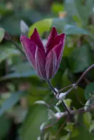 Clematis jackmanii 'Rouge Cardinal' (Bosrank) klimplant 75cm - afbeelding 6