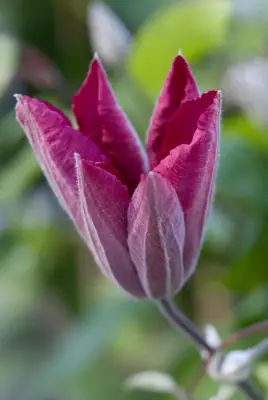 Clematis jackmanii 'Rouge Cardinal' (Bosrank) klimplant 75cm - afbeelding 7