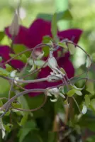 Clematis jackmanii 'Rouge Cardinal' (Bosrank) klimplant 75cm - afbeelding 8