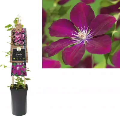 Clematis jackmanii 'Rouge Cardinal' (Bosrank) klimplant 75cm - afbeelding 1