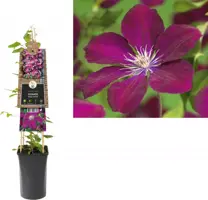 Clematis jackmanii 'Rouge Cardinal' (Bosrank) klimplant 75cm - afbeelding 1