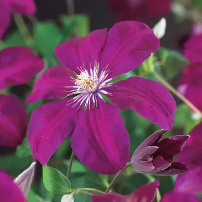 Clematis jackmanii 'Rouge Cardinal' (Bosrank) klimplant 75cm - afbeelding 2