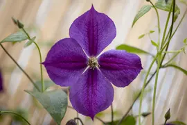 Clematis jackmanii 'Star of India' (Bosrank) klimplant - afbeelding 2