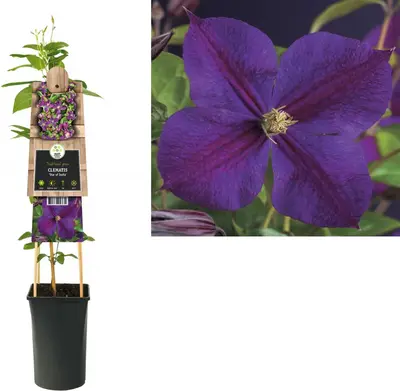 Clematis jackmanii 'Star of India' (Bosrank) klimplant - afbeelding 1
