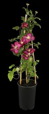 Clematis jackmanii 'Ville de Lyon' (Bosrank) klimplant - afbeelding 4