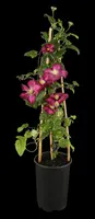 Clematis jackmanii 'Ville de Lyon' (Bosrank) klimplant - afbeelding 4