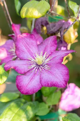 Clematis jackmanii 'Ville de Lyon' (Bosrank) klimplant - afbeelding 9