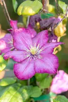 Clematis jackmanii 'Ville de Lyon' (Bosrank) klimplant - afbeelding 9