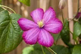 Clematis jackmanii 'Ville de Lyon' (Bosrank) klimplant - afbeelding 5