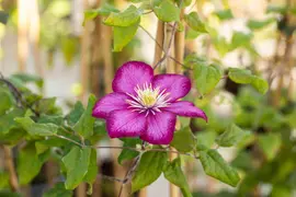 Clematis jackmanii 'Ville de Lyon' (Bosrank) klimplant - afbeelding 6