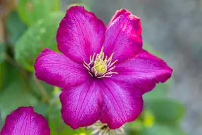 Clematis jackmanii 'Ville de Lyon' (Bosrank) klimplant - afbeelding 7