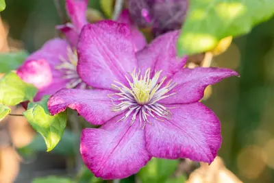 Clematis jackmanii 'Ville de Lyon' (Bosrank) klimplant - afbeelding 8