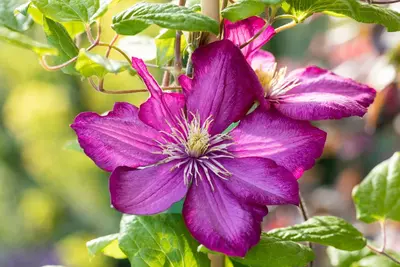 Clematis jackmanii 'Ville de Lyon' (Bosrank) klimplant - afbeelding 10
