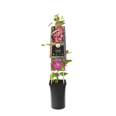 Clematis jackmanii 'Ville de Lyon' (Bosrank) klimplant - afbeelding 2