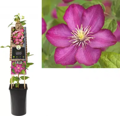Clematis jackmanii 'Ville de Lyon' (Bosrank) klimplant 75cm - afbeelding 1