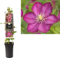 Clematis jackmanii 'Ville de Lyon' (Bosrank) klimplant 75cm - afbeelding 1