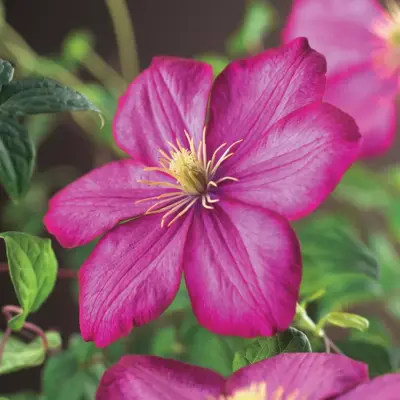 Clematis jackmanii 'Ville de Lyon' (Bosrank) klimplant 75cm - afbeelding 3