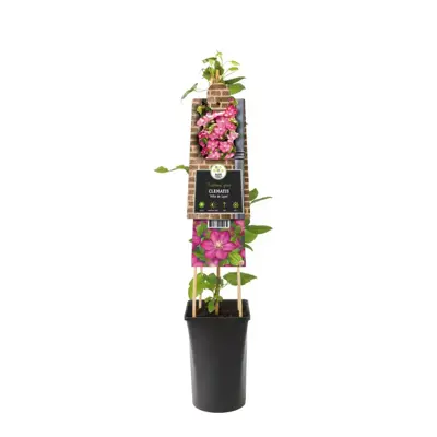 Clematis jackmanii 'Ville de Lyon' (Bosrank) klimplant 75cm - afbeelding 2