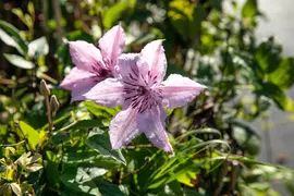 Clematis 'John Paul II' (Bosrank 'John Paul II') - afbeelding 2