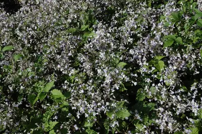 Clematis jouiniana 'Praecox' (Bosrank) - afbeelding 2