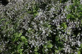 Clematis jouiniana 'Praecox' (Bosrank) - afbeelding 2