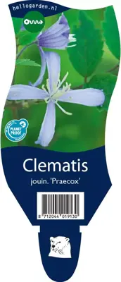 Clematis jouiniana 'Praecox' (Bosrank) - afbeelding 1