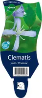 Clematis jouiniana 'Praecox' (Bosrank) - afbeelding 1
