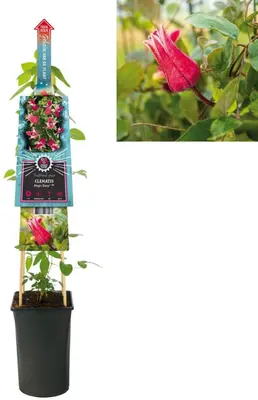 Clematis 'King's Glory PBR' (Bosrank) klimplant - afbeelding 2