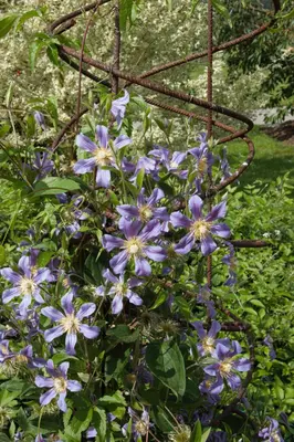 Clematis 'King's Glory PBR' (Bosrank) klimplant - afbeelding 21