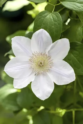 Clematis 'King's Glory PBR' (Bosrank) klimplant - afbeelding 12