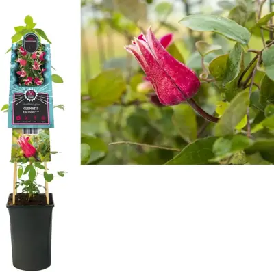 Clematis 'King's Glory PBR' (Bosrank) klimplant 75cm - afbeelding 1