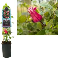 Clematis 'King's Glory PBR' (Bosrank) klimplant 75cm - afbeelding 1