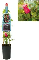 Clematis 'King's Glory PBR' (Bosrank) klimplant 75cm - afbeelding 2