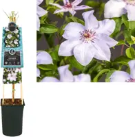 Clematis 'Magnificent Power PBR' (Bosrank) klimplant 75cm - afbeelding 2