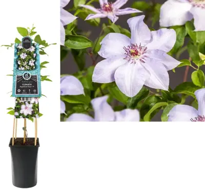 Clematis 'Magnificent Power PBR' (Bosrank) klimplant 75cm - afbeelding 1
