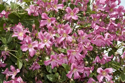 Clematis montana 'Broughton Star' (Bosrank 'Broughton Star') - afbeelding 1