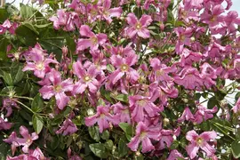 Clematis montana 'Broughton Star' (Bosrank 'Broughton Star') - afbeelding 1