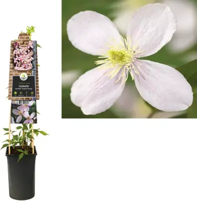 Clematis montana Fragrant Spring' (Bosrank) klimplant 75cm - afbeelding 2