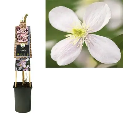 Clematis montana Fragrant Spring' (Bosrank) klimplant 75cm - afbeelding 1