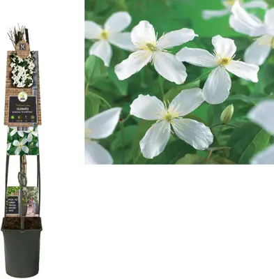 Clematis montana 'Grandiflora' (Bosrank) klimplant 115cm - afbeelding 2